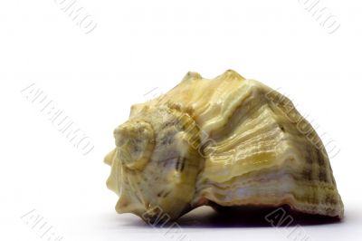 The seashell on a white background
