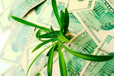 The increase in dollar quotes