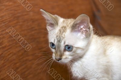 Kitten
