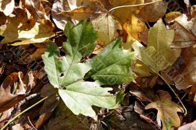 maple fallen leaf