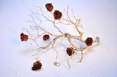 Roses on a Dry Branch Roses on a Dry Branch
