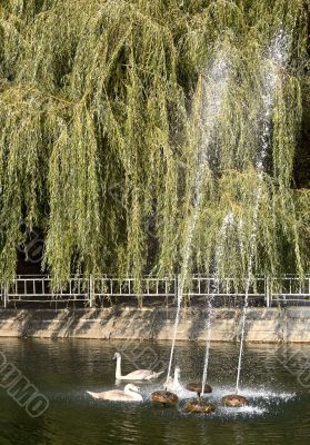 Swans on a pond. Swans on a pond.
