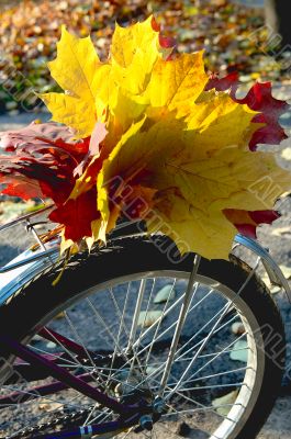 Wonderful autumn. Wonderful autumn.