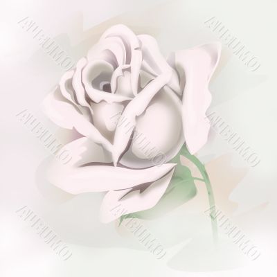white tender  rose