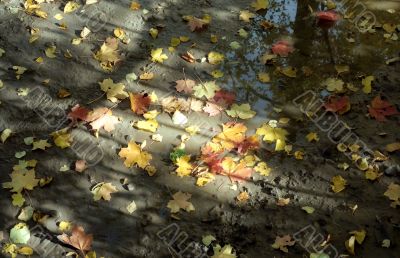 Maple autumn leaves in mud