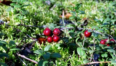 Bilberry close up