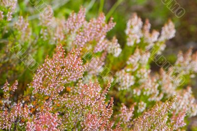 heather in the summer
