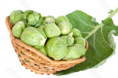 Brussels cabbage Brussels cabbage