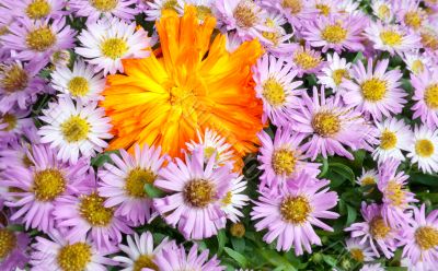 Floral background Floral background