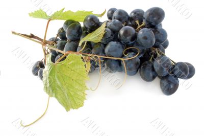 grape grape