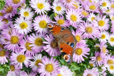 butterfly on flowers butterfly on flowers