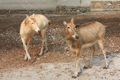 Two deers on stony ground