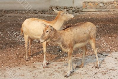 Two deers on stony ground