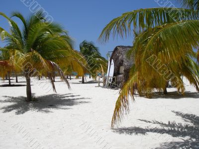 Caribbean Beach, Palms and Surf