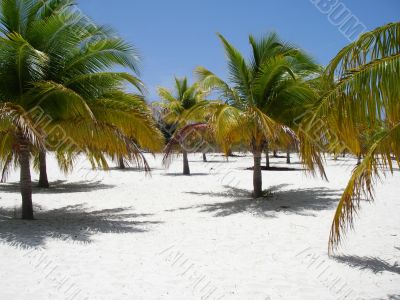 Caribbean Beach Paradise