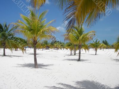 Palm Forest Beach Paradise