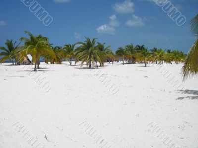 Palm Forest at the Beach Paradise