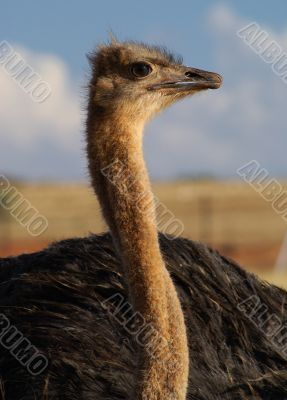 Ostrich