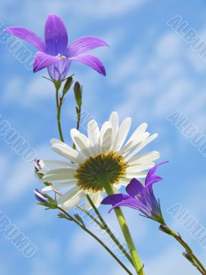 daisy and bluebells
