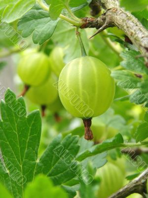 gooseberry