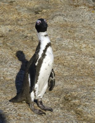 Thin Jackass Penguin