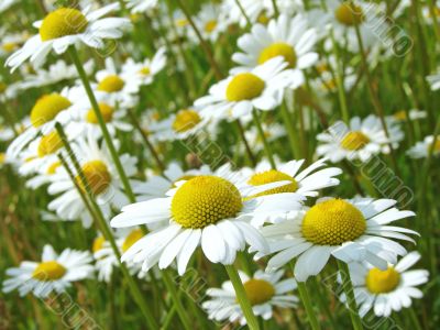 daisies meadow
