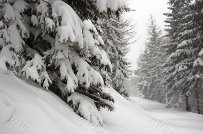 Winter Winter