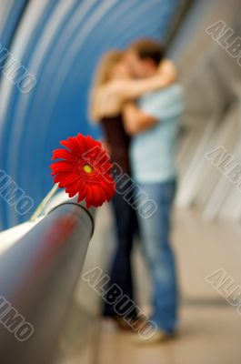 The Lovers and Gerbera