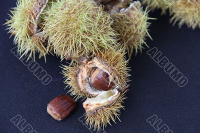 chestnuts