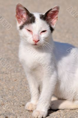 Greek cat