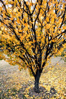 November Fall Trees