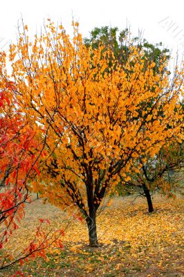 November Fall Trees