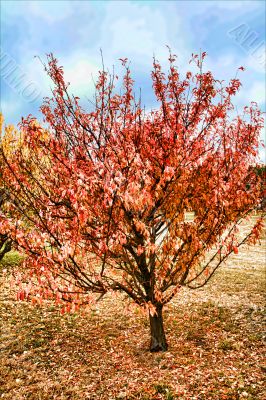 November Fall Trees