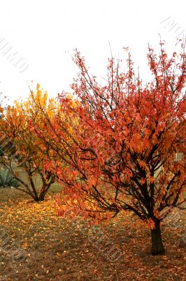 November Fall Trees