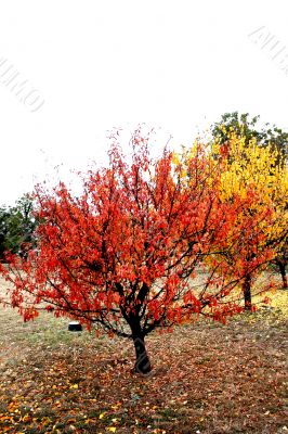 November Fall Trees