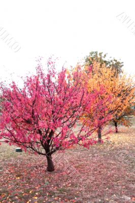 November Fall Trees November Fall Trees