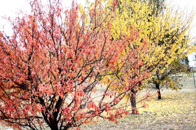 November Fall Trees