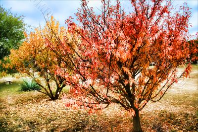 November Fall Trees