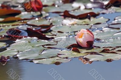 flower of water-lily