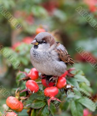 Portrait of a sparrow