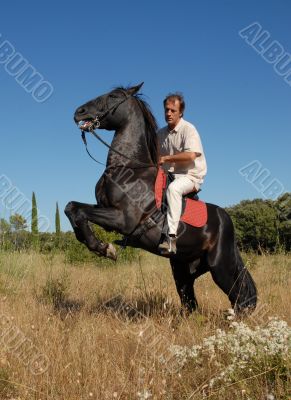 rearing stallion