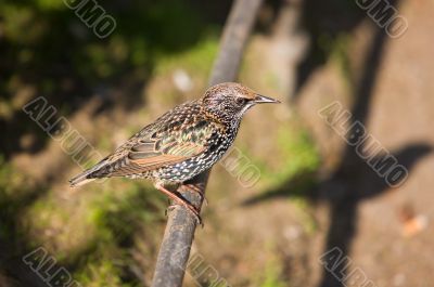 Starling
