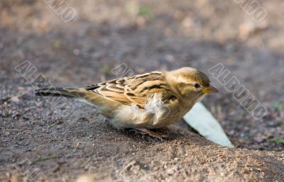 sparrow close up