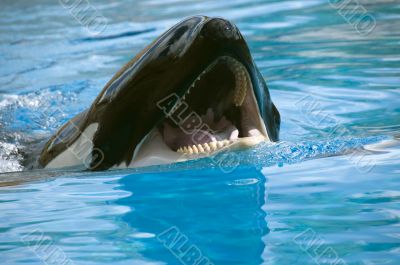 Blue whale Blue whale