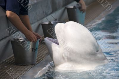 White whale White whale