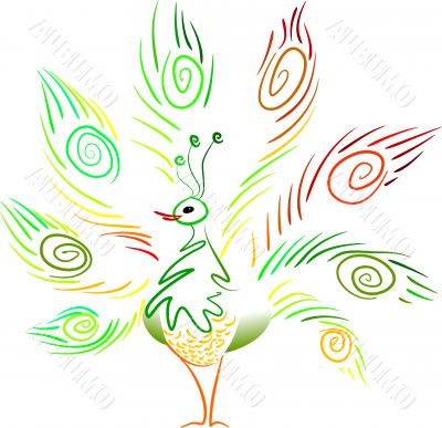 Peacock Peacock