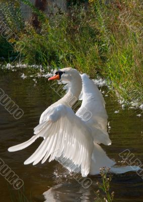 Evening Dance