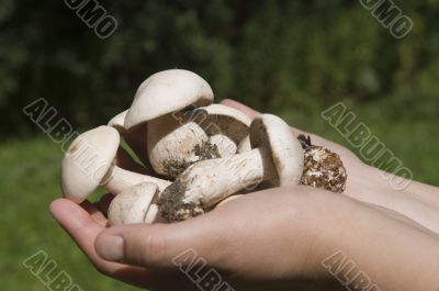 Mushrooms in autumn