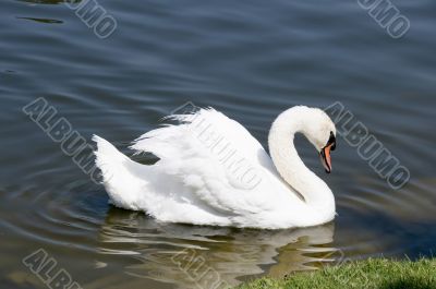 Swan 3