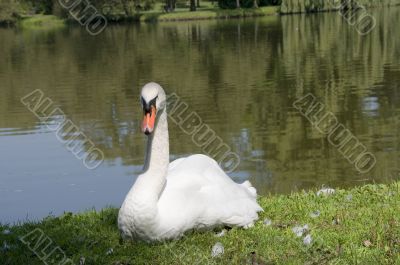 Swan 5